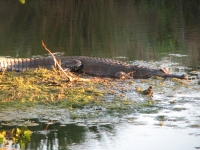 Alligator